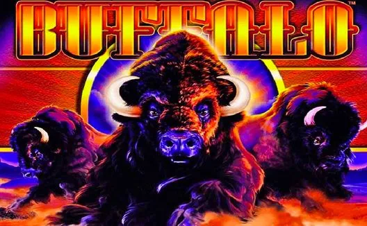 Buffalo